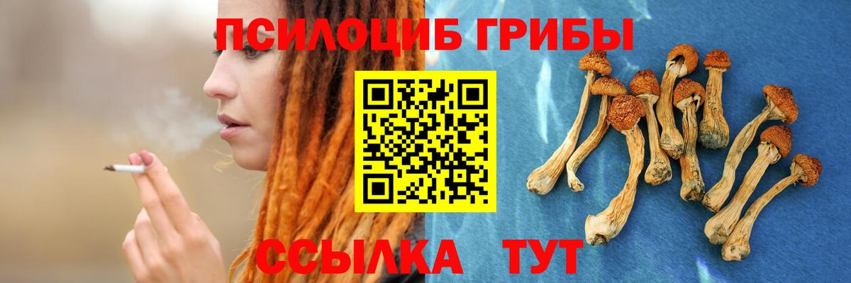 купить закладку  Псилоцибиновые грибы Psilocybe  Вход с VPN  Карачаевск 